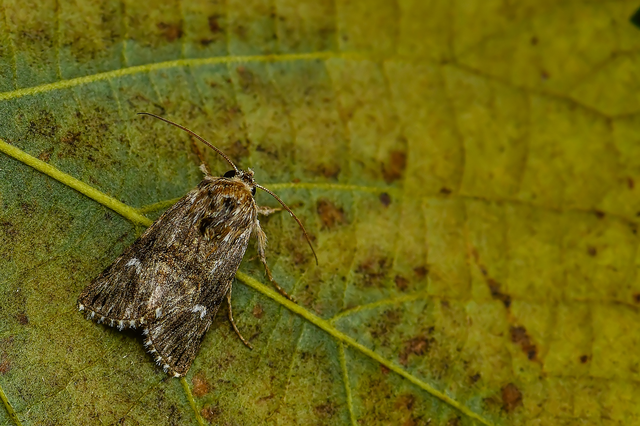 Calophasia lunula - gyújtoványfű-apróbagoly