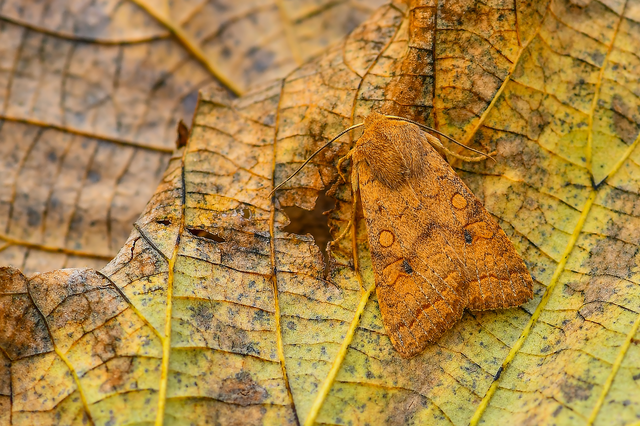 Sunira circellaris - okkersárga őszibagoly