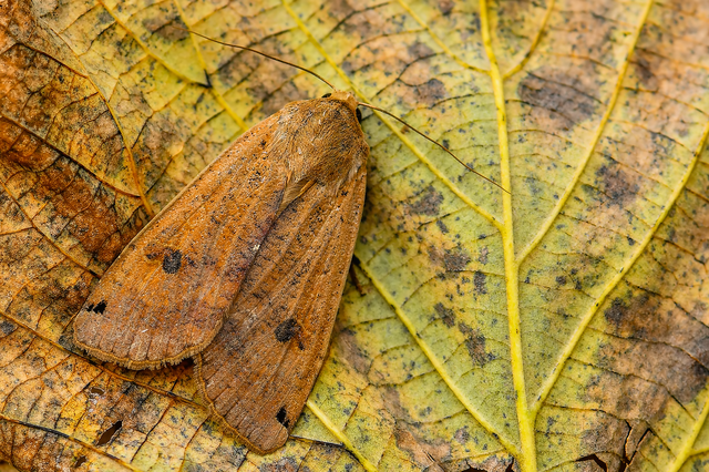 Noctua pronuba - nagy sárgafűbagoly