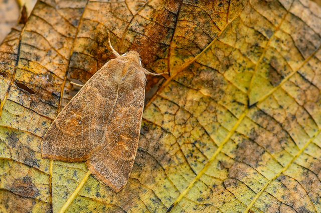 Cirrhia ocellaris - fakó sárgabagoly