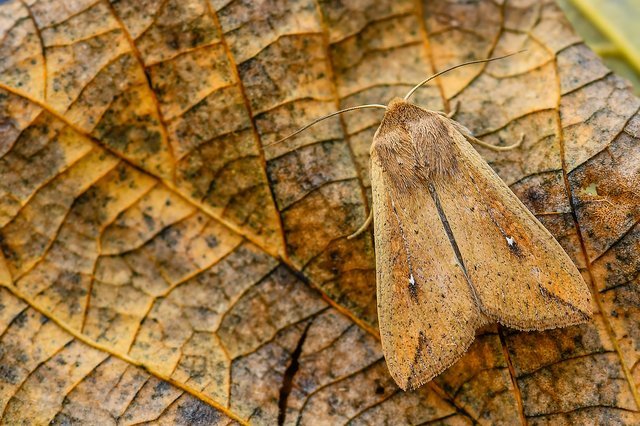 Mythimna unipuncta - hordabagoly