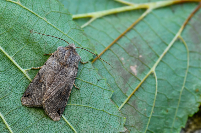 Anchoscelis litura - tarka őszibagoly