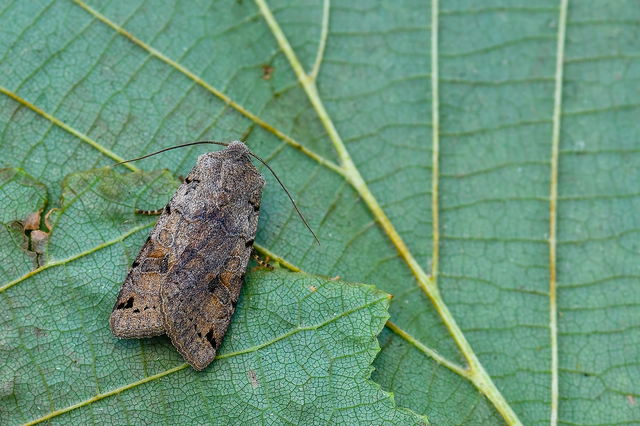 Anchoscelis litura - tarka őszibagoly