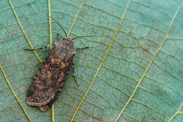 Agrotis segetum - vetési földibagoly