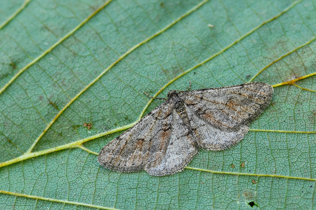 Agriopis bajaria - kökény-téliaraszoló