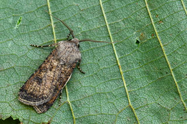 Agrotis segetum - vetési földibagoly