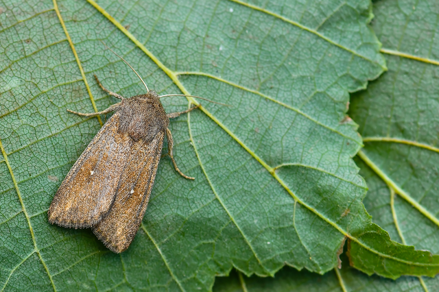 Mythimna albipuncta - fehérpettyes rétibagoly
