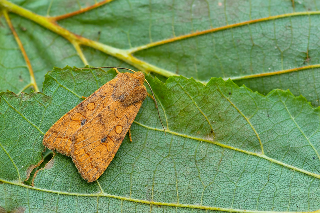 Sunira circellaris - okkersárga őszibagoly