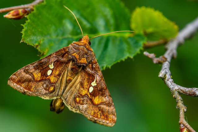Chrysodeixis chalcites - déli aranybagoly