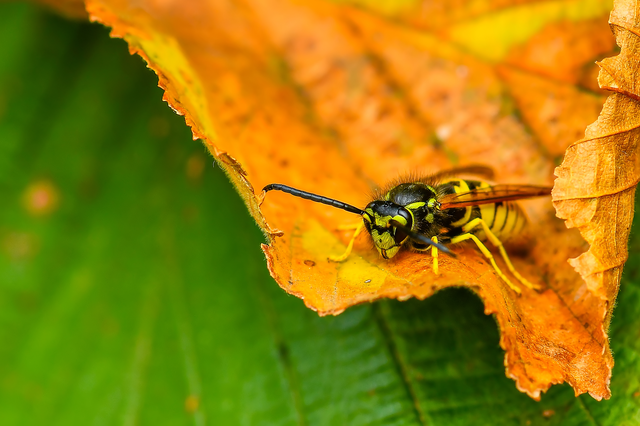 Vespula germanica - német darázs