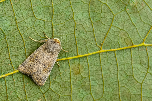 Hoplodrina ambigua - tömeges selymesbagoly