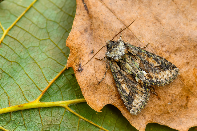 Allophyes oxyacanthae - galagonyabagoly