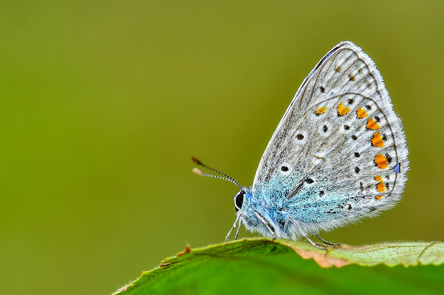 Polyommatus icarus - közönséges boglárka