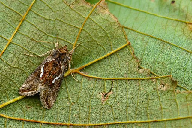 Macdunnoughia confusa - cseppfoltos ezüstbagoly