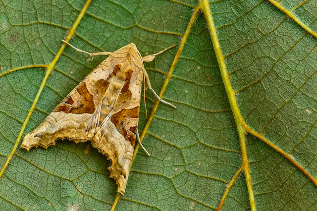 Phlogophora meticulosa - vándorló csipkésbagoly