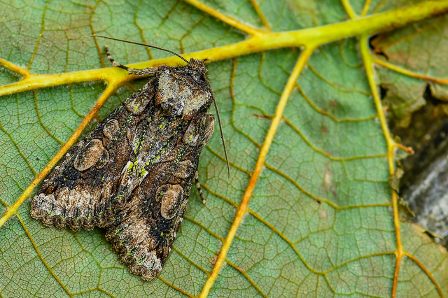 Allophyes oxyacanthae - galagonyabagoly