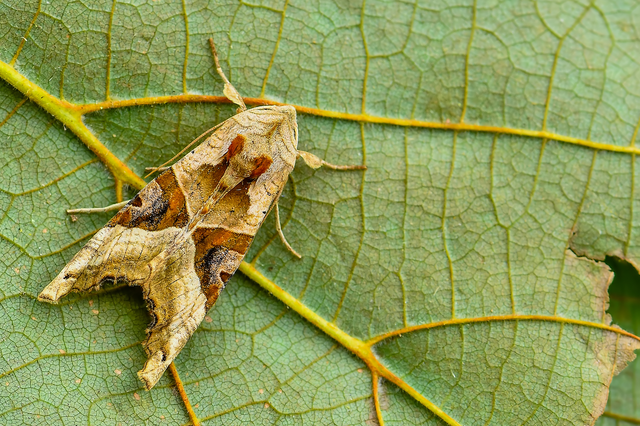 Phlogophora meticulosa - vándorló csipkésbagoly