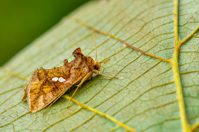 Chrysodeixis chalcites - déli aranybagoly