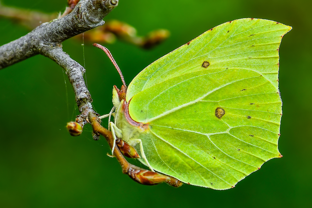 Gonepteryx rhamni - citromlepke