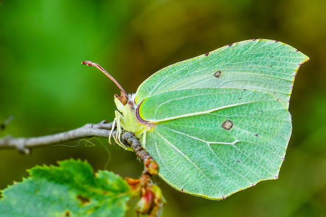 Gonepteryx rhamni - citromlepke
