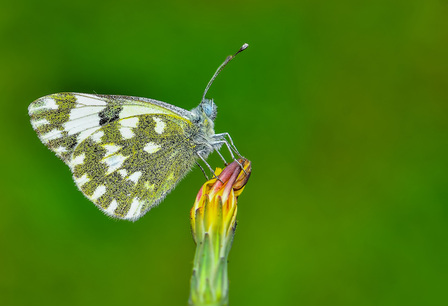 Pontia edusa - rezedalepke
