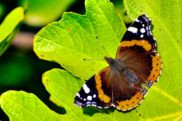 Vanessa atalanta - atalantalepke