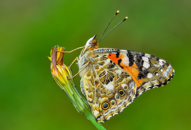 Vanessa cardui - bogáncslepke