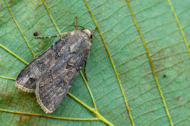 Agrotis segetum - vetési földibagoly