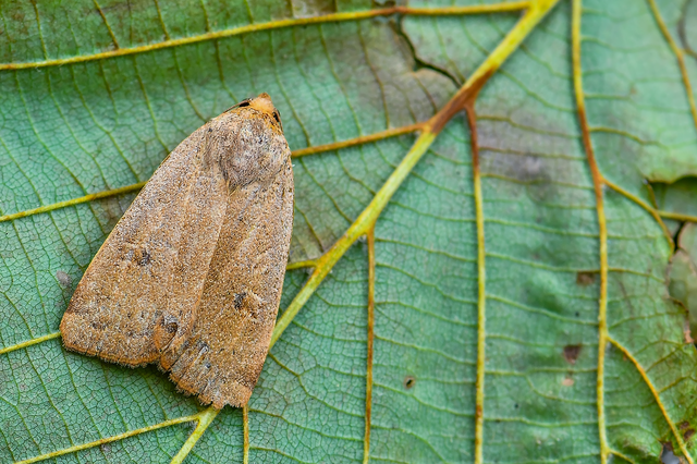 Noctua comes - kis sárgafűbagoly