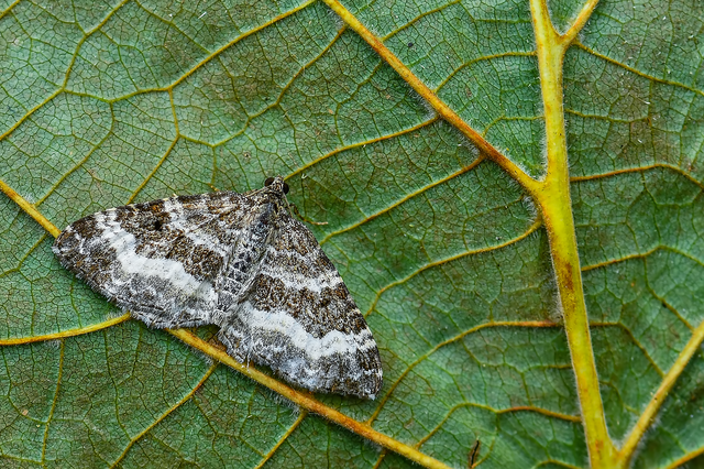 Epirrhoe alternata - galaj-tarkaaraszoló