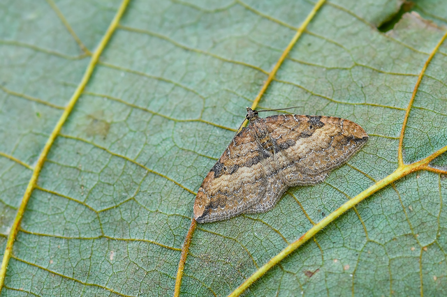 Orthonama obstipata - vándoraraszoló