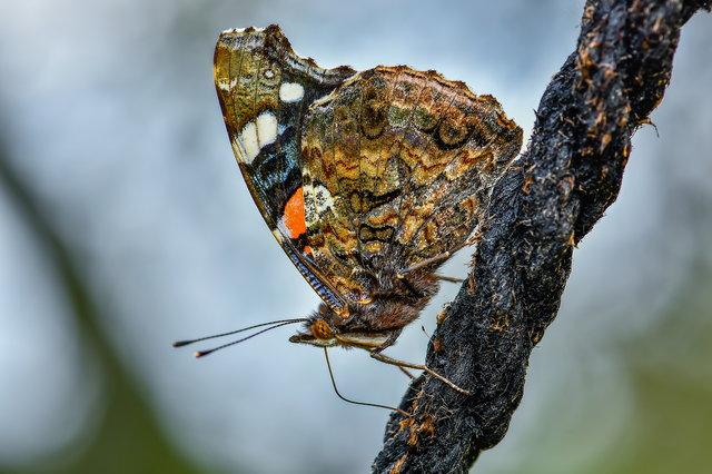 Vanessa atalanta - atalantalepke