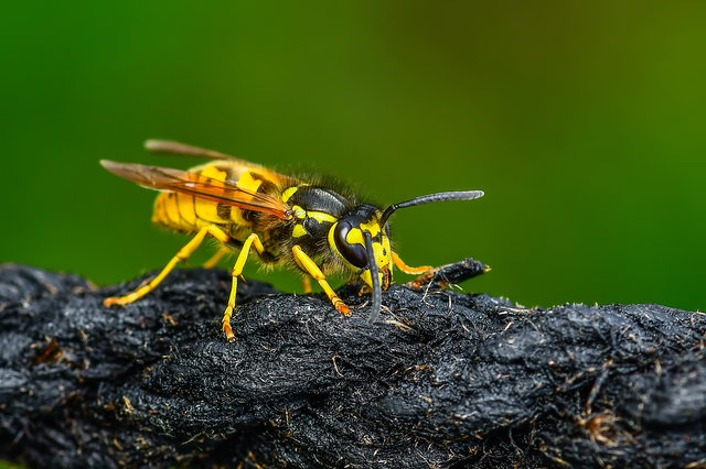 Vespula germanica - német darázs