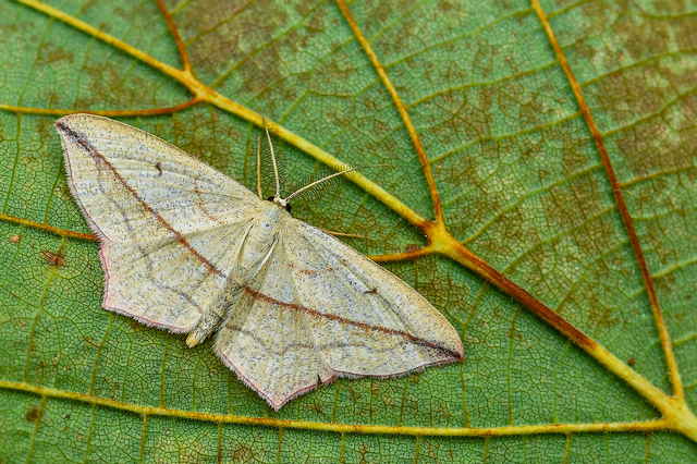 Timandra comae - piroscsíkos csipkésaraszoló