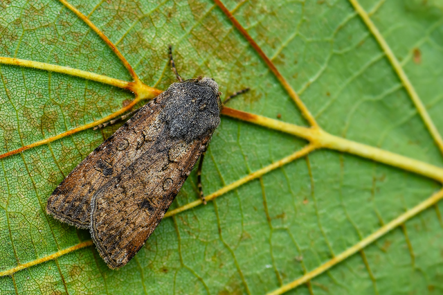 Agrotis segetum - vetési földibagoly