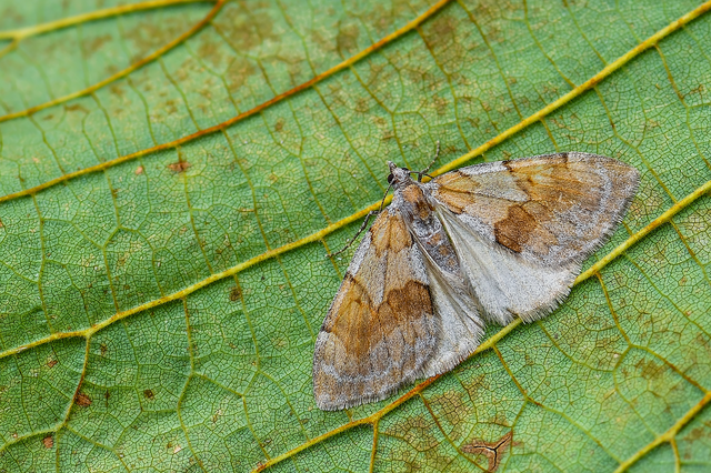 Pennithera firmata - sárgásvörös fenyőaraszoló
