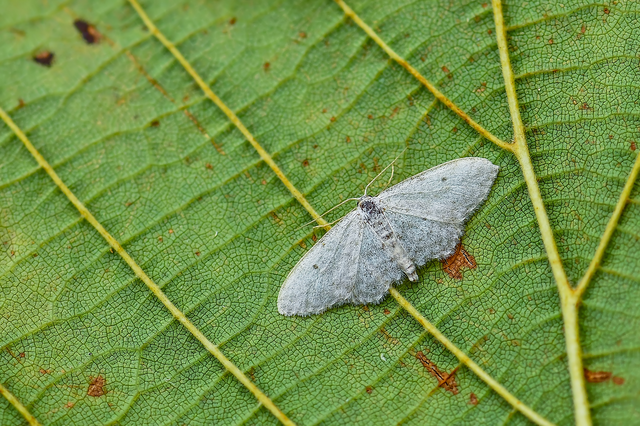 Idaea seriata - szürke apróaraszoló
