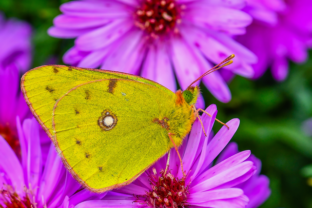 Colias croceus - sáfránylepke