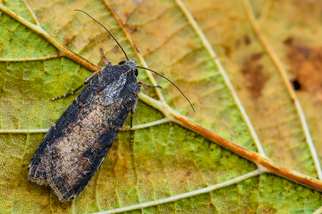 Peridroma saucia - vándor földibagoly