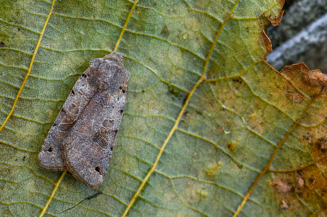 Anchoscelis litura - tarka őszibagoly