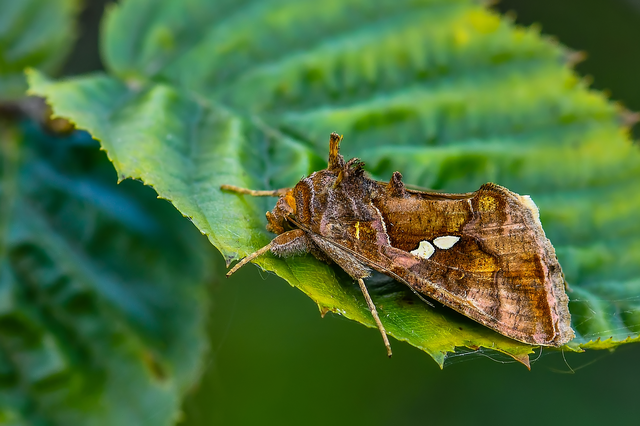 Chrysodeixis chalcites - déli aranybagoly
