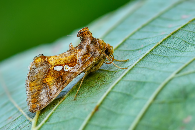 Chrysodeixis chalcites - déli aranybagoly