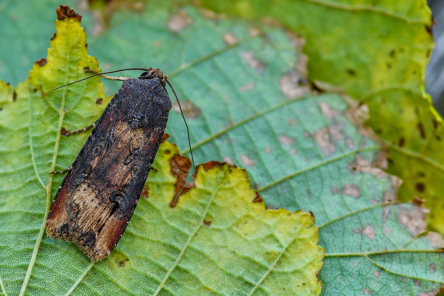 Agrotis ipsilon - nagy földibagoly