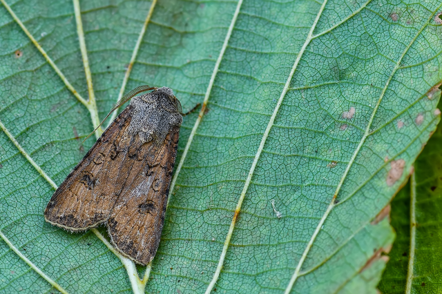 Agrotis segetum - vetési földibagoly