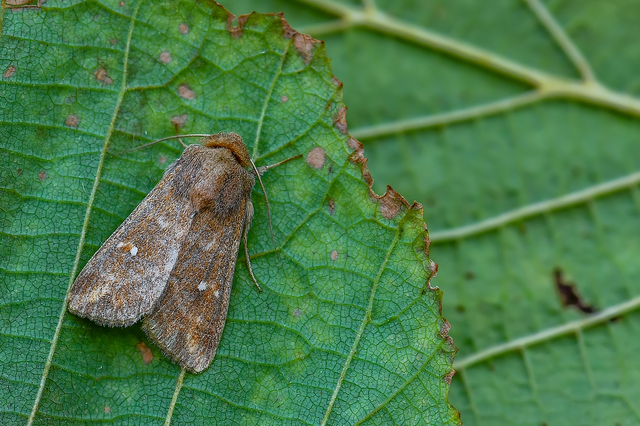 Mythimna albipuncta - fehérpettyes rétibagoly