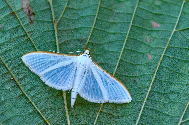 Palpita vitrealis - hófehér tűzmoly