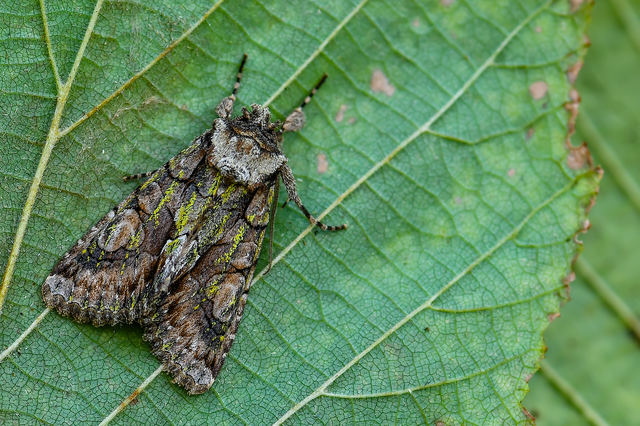 Allophyes oxyacanthae - galagonyabagoly