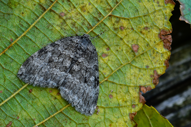 Epirrita christyi/dilutata