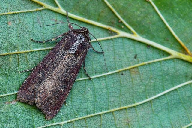 Peridroma saucia - vándor földibagoly