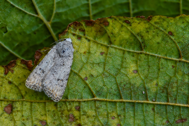 Paradrina clavipalpis - közönséges selymesbagoly